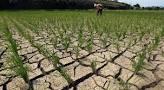 Produksi Padi Ribuan Ha Sawah Tadah Hujan di Rohul Terancam Anjlok